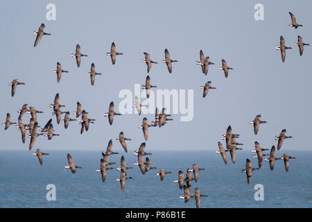 Dark-bellied Brent Goose - Dunkelbäuchige Ringelgans Branta bernicla - ssp. bernicla, Deutschland Stockfoto