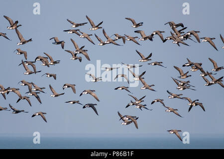 Dark-bellied Brent Goose - Dunkelbäuchige Ringelgans Branta bernicla - ssp. bernicla, Deutschland Stockfoto