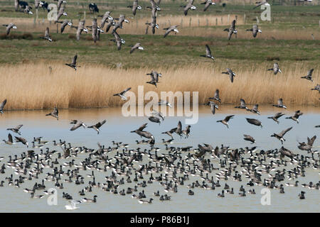 Dark-bellied Brent Goose - Dunkelbäuchige Ringelgans Branta bernicla - ssp. bernicla, Deutschland Stockfoto