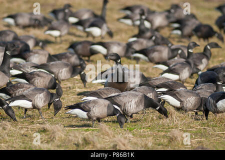 Dark-bellied Brent Goose - Dunkelbäuchige Ringelgans Branta bernicla - ssp. bernicla, Deutschland Stockfoto