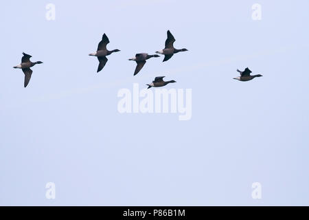 Dark-bellied Brent Goose - Dunkelbäuchige Ringelgans Branta bernicla - ssp. bernicla, Deutschland Stockfoto