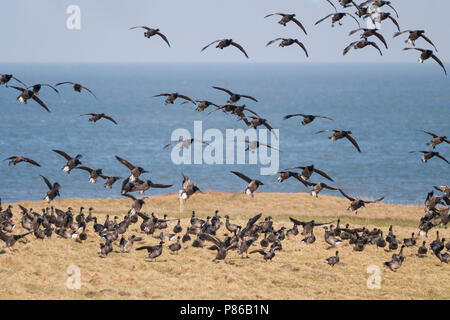 Dark-bellied Brent Goose - Dunkelbäuchige Ringelgans Branta bernicla - ssp. bernicla, Deutschland Stockfoto