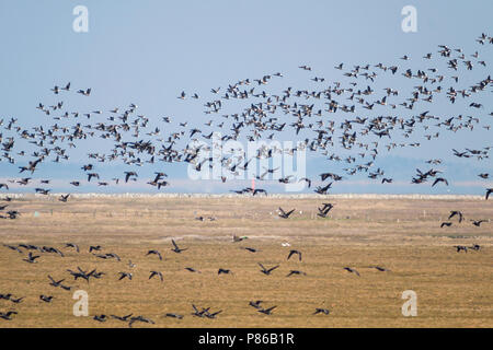 Dark-bellied Brent Goose - Dunkelbäuchige Ringelgans Branta bernicla - ssp. bernicla, Deutschland Stockfoto