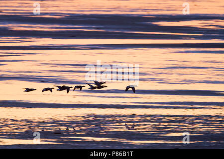 Dark-bellied Brent Goose - Dunkelbäuchige Ringelgans Branta bernicla - ssp. bernicla, Deutschland Stockfoto