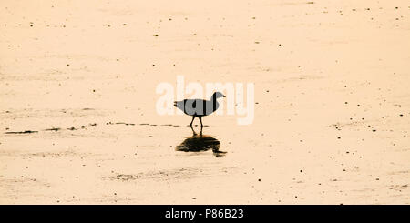 Dark-bellied Brent Goose - Dunkelbäuchige Ringelgans Branta bernicla - ssp. bernicla, Deutschland Stockfoto