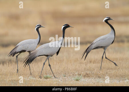 Demoiselle Crane - Jungfernkranich Anthropoides virgo-, Kasachstan, Erwachsener mit zwei Jugendliche Stockfoto