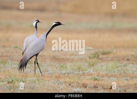 Demoiselle Crane - Jungfernkranich Anthropoides virgo-, Kasachstan, Erwachsene Stockfoto