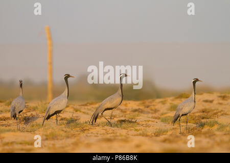 Demoiselle Crane - Jungfernkranich Anthropoides virgo-, Oman, Erwachsene mit drei 2 cy Stockfoto