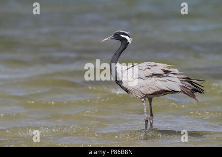 Demoiselle Crane - Jungfernkranich Anthropoides virgo-, Oman, Erwachsene Stockfoto