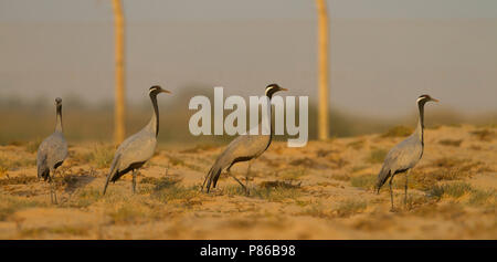 Demoiselle Crane - Jungfernkranich - Grus Jungfrau Stockfoto