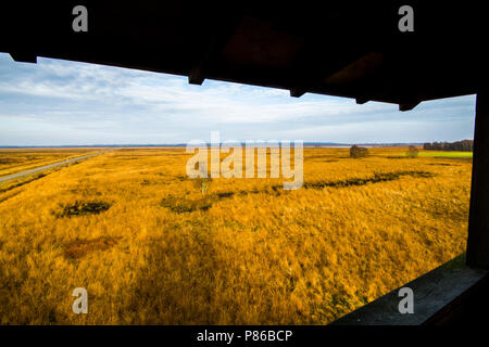 Hoogveen in Diepholz, Deutschland; Moorbecken in Diepholz, Deutschland Stockfoto