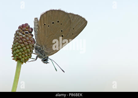 Donker pimpernelblauwtje/Dusky Large Blue (Phengaris Nausithous) Stockfoto