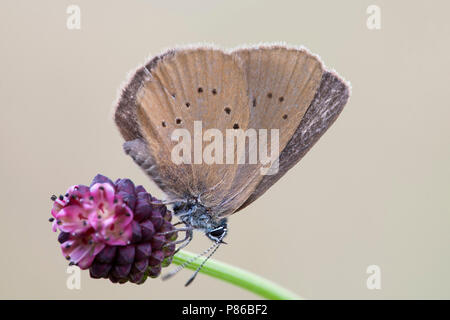 Donker pimpernelblauwtje/Dusky Large Blue (Phengaris Nausithous) Stockfoto