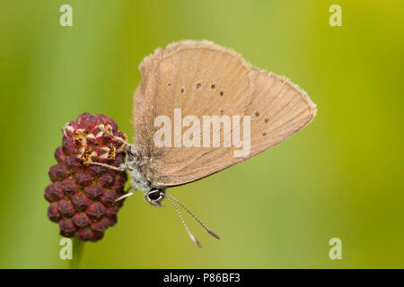 Donker pimpernelblauwtje/Dusky Large Blue (Phengaris Nausithous) Stockfoto