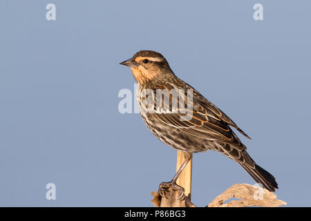 Ein Red-winged blackbird auf eine Mais-Stiel. Stockfoto
