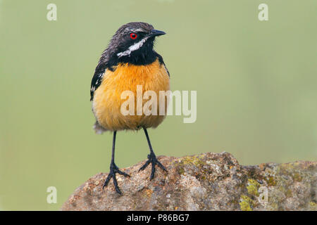 In der Nähe von - bedroht Orange-breasted Rock-Jumper (Chaetops aurantius) Männliche gehockt Stockfoto