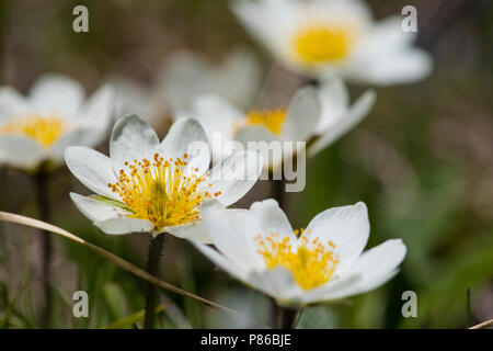 Zilverkruid, Berg Avens Stockfoto