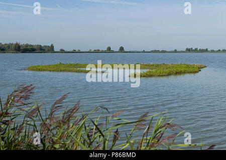 Uitzicht über Oostvaardersplassen vanachter een rietkraag; Übersicht Oostvaardersplassen hinter Schilfrohr Stockfoto