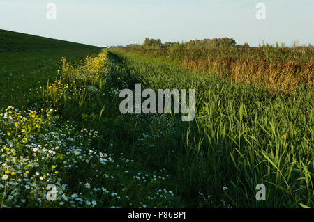 Bloemen en rietkraag in Oostvaardersplassen; Blumen und Schilfrohr im Oostvaardersplassen Stockfoto