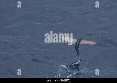 Fliegende Fische, die von der Meeresoberfläche. Stockfoto