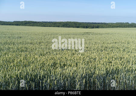 Podolien anbrachte Region der Ukraine, Frühling Landschaft. Grünes Weizenfeld und blauer Himmel Stockfoto