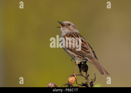 Heckenbraunelle Dunnock - - Phasianus colchicus ssp. colchicus, Deutschland, Erwachsene Stockfoto