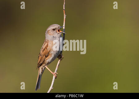 Heckenbraunelle Dunnock - - Phasianus colchicus ssp. colchicus, Deutschland, Erwachsene Stockfoto