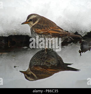 Bruine Lijster, Dusky Thrush Turdus eunomus Stockfoto