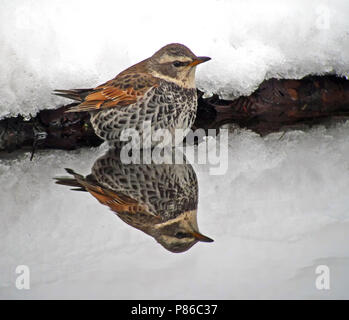 Bruine Lijster, Dusky Thrush Turdus eunomus Stockfoto