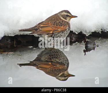 Bruine Lijster, Dusky Thrush Turdus eunomus Stockfoto