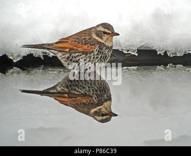 Bruine Lijster, Dusky Thrush Turdus eunomus Stockfoto