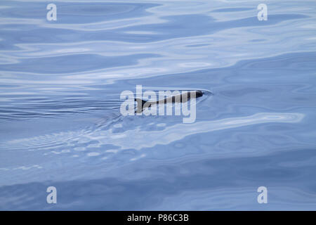 Zwerg Pottwal, Kogia Sima Stockfoto