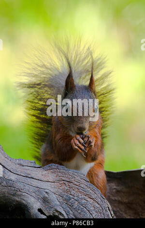 Rode eekhoorn, rote Eichhörnchen Stockfoto