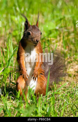 Rode eekhoorn, rote Eichhörnchen Stockfoto