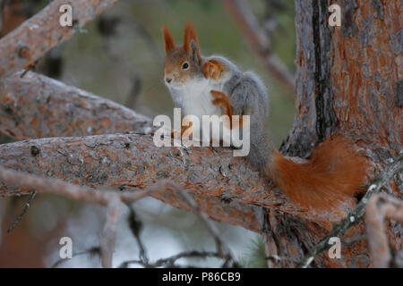 Rode Eekhoorn; Eurasischen Eichhörnchen Stockfoto