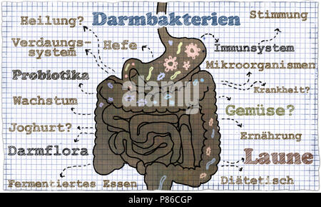 Abbildung über Darm Bakterien im klassischen Stil und Deutsche Sprache Stockfoto