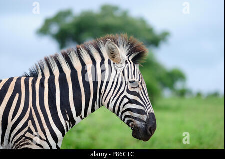 Zebra Nahaufnahme portrait Kruger üppigen Stockfoto