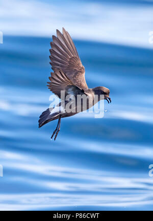 Europäischen Storm-Petrel (British Storm-Petrel) Irland Hydrobates pelagicus Stockfoto