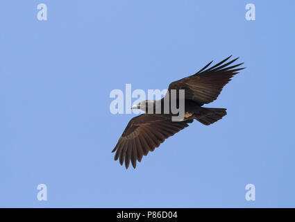 Ventilator-tailed Raven-Borstenrabe - Corvus rhipidurus, Oman Stockfoto