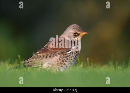 Wacholderdrossel Turdus pilaris Wacholderdrossel - -, Deutschland, Erwachsene Stockfoto