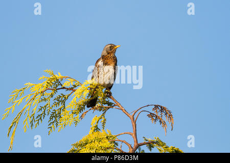 Wacholderdrossel Turdus pilaris Wacholderdrossel - -, Deutschland, Erwachsene Stockfoto