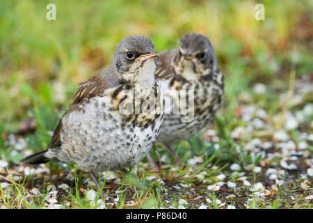 Wacholderdrossel Turdus pilaris Wacholderdrossel --, Deutschland-, Jugend Stockfoto