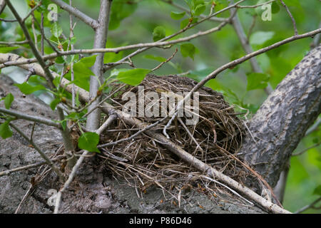 Wacholderdrossel Turdus pilaris Wacholderdrossel - -, Deutschland, Nest Stockfoto