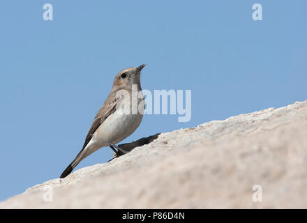 Weibliche Finsch der Steinschmätzer (Oenanthe finschii) auf einem Felsen im Iran thront. Stockfoto