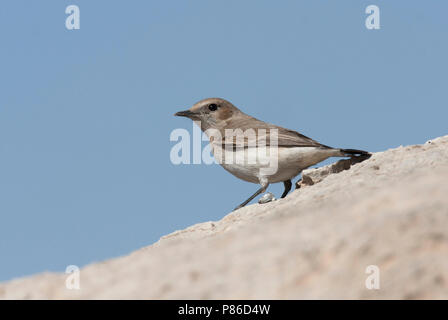 Weibliche Finsch der Steinschmätzer (Oenanthe finschii) auf einem Felsen im Iran thront. Stockfoto