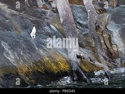 Fiordland Penguin (Eudyptes pachyrynchus) stehen auf einem felsigen Ufer in den Milford Sound auf der Südinsel von Neuseeland. Diese Arten nisten in Kolonien Stockfoto