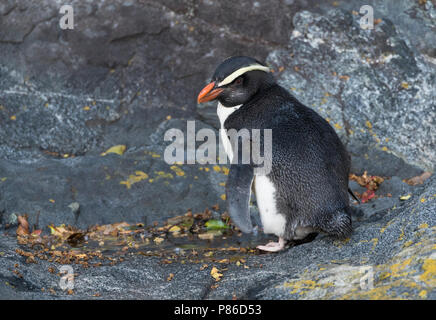 Fiordland Penguin (Eudyptes pachyrynchus) in den Milford Sound auf der Südinsel von Neuseeland. Diese Arten nisten in Kolonien unter Wurzeln und Steinen Stockfoto