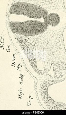 "Die Entwicklung der Küken; eine Einführung in die embryologie' (1908) Stockfoto