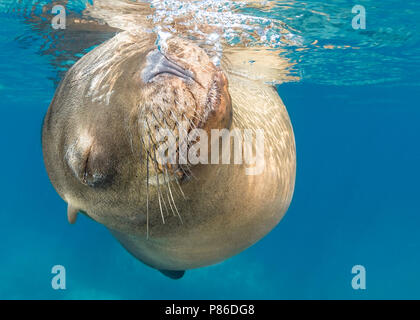 Schlafen Braun Kalifornische Seelöwe im Los Islotes, La Paz (zalophus californianus) Stockfoto