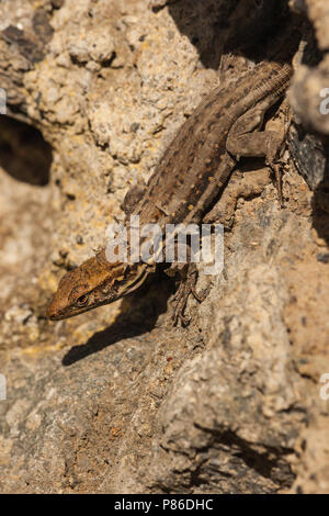 Canarische Hagedis, Teneriffa Eidechse Stockfoto